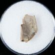 Tyrannosaurid Tooth Fragment - Montana #15202-1